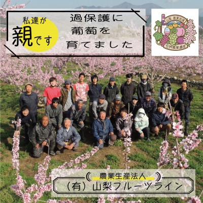 朝もぎ直送!!過保護に育った葡萄『のびのび育てたシャインマスカット』2房　約1.2kg【配送不可地域：離島】