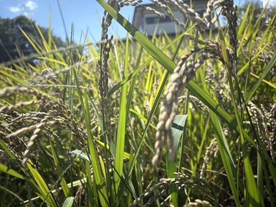 【令和7年産米】【数量限定】忍野村産　黒米（2kg）