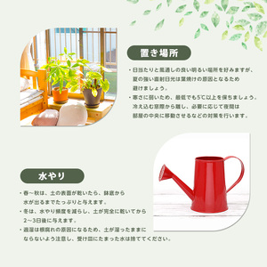 2026年6月頃～発送【観葉植物】パキラ 100cm～120cm Green Base IB003-002 観葉植物 ※北海道・沖縄・離島配送不可
