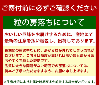 巨峰ぶどう約2kg　紀州和歌山 印南産【2024/8/10〜2024/9/10頃発送予定】