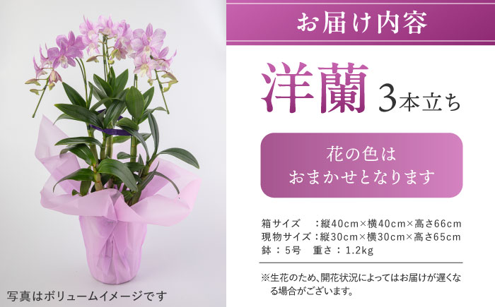 【10セット限定】デンファレ（洋蘭）3本立ち 糸島市 / 和饗エコファーム [AVI004]