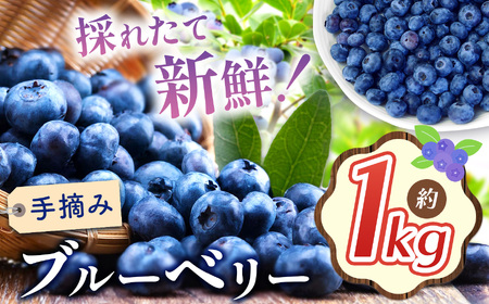 【2026年先行予約】ブルーベリー 約1kg | 果物 くだもの 果実 フルーツ ブルーベリー 手摘み ジューシー 長野県 松川村 北アルプス 信州