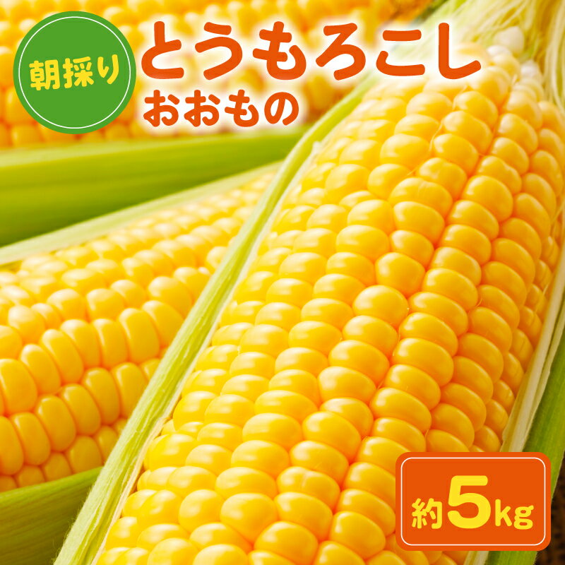 【ふるさと納税】 スイートコーン とうもろこし おおもの 約5kg 朝採れ 朝採り 国産 産地直送 野菜 夏野菜 新鮮 甘い キャンプ 生 天ぷら スープ コーン 旬 とうきび なんばん toumorokosi 送料無料 千葉県 銚子市 サンズファーム【先行予約 7月上旬～8月中旬頃発送予定】