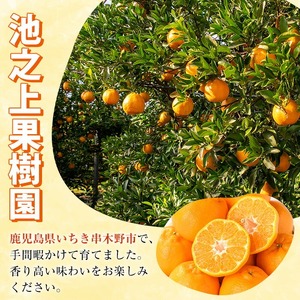 ＼数量・期間限定／【訳あり】池之上果樹園の”旬の”不知火 10kg（L・2Lサイズ混同）10kg箱バラ詰め満杯！秀品 産直 農家直送 濃厚 デコポン と 同品種 フルーツ 柑橘 みかん 【A-1794