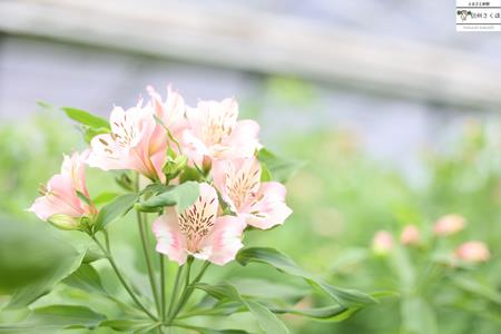 定期便６回便　切り花 アルストロメリア【上級品・生花　花丈80cm・32本前後】9～3月（KS-T504）