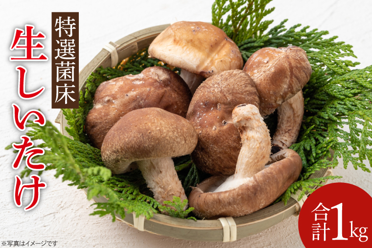 特選菌床生しいたけ1kg【椎茸 シイタケ 肉厚 無農薬】(CE202)
