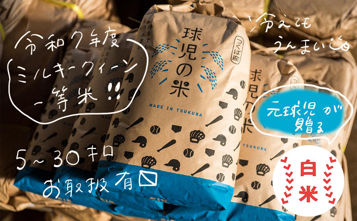 令和7年産 一等米 球児の米 （ ミルキークイーン精米 ） 10kg | 米 こめ コメ お米 ご飯 5kg 10kg 20kg 30kg 精米 白米 ミルキークイーン おすすめ 茨城県 つくば市
