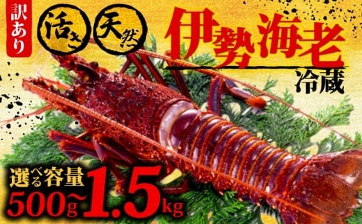 
                  伊勢海老 500g 1kg 1.5kg 選べる 新鮮 冷蔵 イセエビ 伊勢海老 伊勢エビ 活き 伊勢 海老 エビ えび いせえび 刺身 焼き物 お味噌汁 鍋 ボイル エビフライ 朝獲れ 刺身 刺し身 新鮮 お酒のお供 甘い つまみ ごはん 海鮮 ギフト 贈答 高知県 須崎市
                