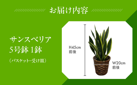 サンスベリア 5号鉢 観葉植物 植物 サンスベリア 人気 おしゃれ かわいい 初心者 枯れにくい 育てやすい お手入れ 室内 大鉢 中型 インテリア リビング 玄関 寝室 キッチン オフィス 店舗 プ