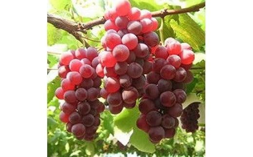 959.ぶどう　デラウェア　900g前後　※2025年8月上旬～8月中旬頃に順次発送予定　※北海道・沖縄・離島への発送不可