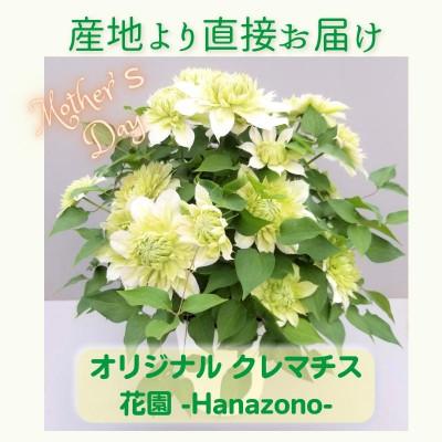 ふるさと納税 北茨城市 【長谷川園芸】北茨城産 クレマチス「花園」5寸 ※5/1〜5/7発送