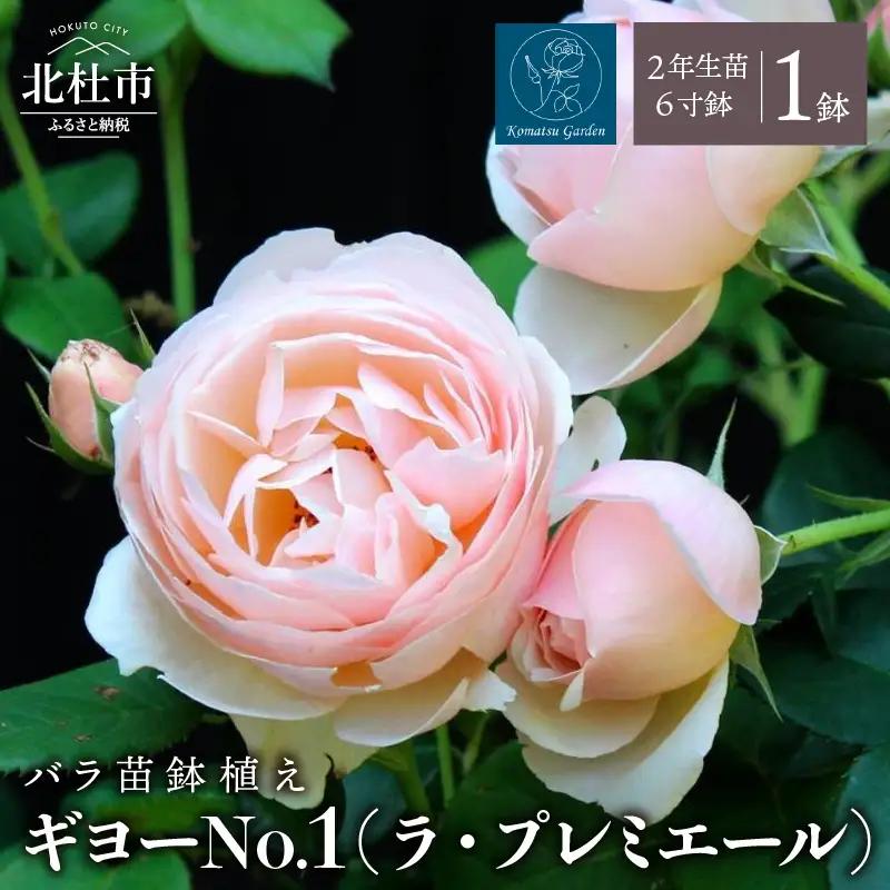 【2027年2月以降発送】バラ苗鉢植え「ギヨーNo.1(ラ・プレミエール)」 [h190]