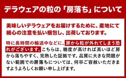 【先行予約】デラウェア ぶどう 約500g(2-4房) フルーツ 果物《2026年6月中旬-7月上旬頃出荷》和歌山県 岩出市 送料無料 一大産地 青果 お取り寄せフルーツ デラウエア ブドウ 