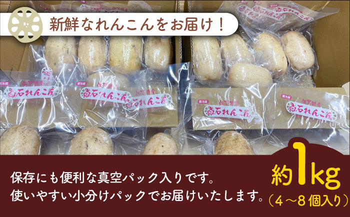 【真空パック】やみつきになる甘さ！ 松尾青果のこだわり白石れんこん 約1kg （2～5個入り）【松尾青果】 [IBD007]