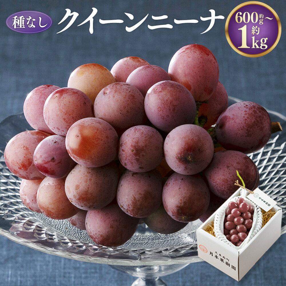 【ふるさと納税】《種なし》岡山県産 クイーンニーナ 【選べる容量】 約600g 約1kg 大粒 ぶどう ブドウ 葡萄 くだもの 果物 果実 フルーツ 冷蔵 国産 岡山県 美咲町 送料無料 【2026年8月下旬-9月下旬発送予定】