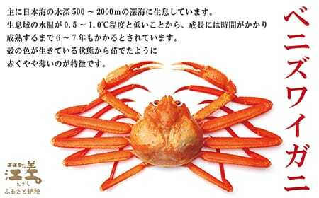 ＼配送時期指定可／『北海道北前蟹』かに爪 500g　北海道日本海産紅ずわいがに　カニかご漁師直販！厳格な鮮度管理で甘くてジューシーな本場の味をお届け　むき身なのではずれなし！　新鮮ボイルかに爪　かにし
