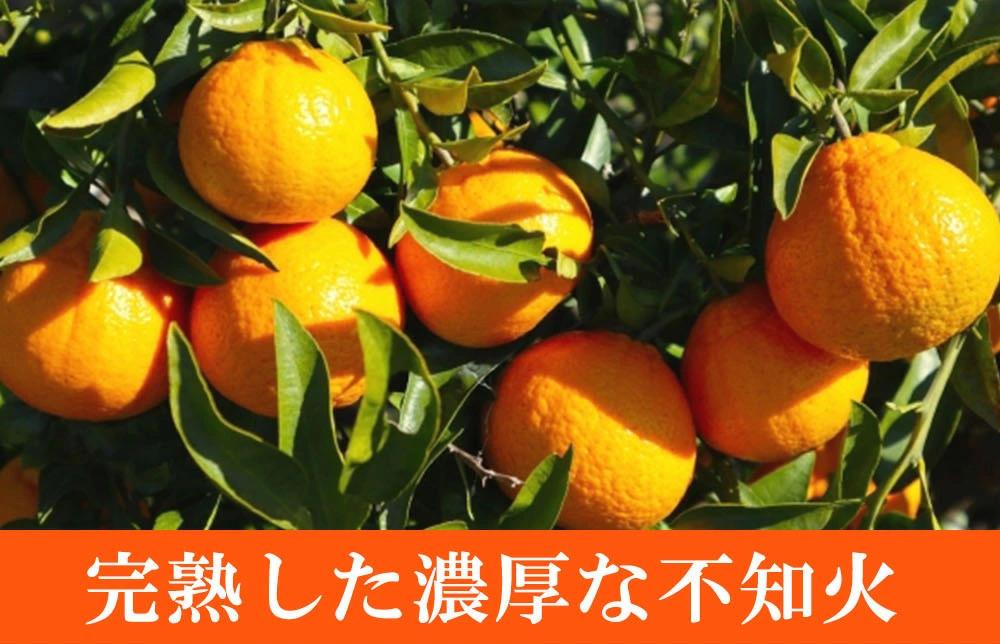 【ご家庭用訳有り】紀州有田産不知火(しらぬひ) 約8.5kg【2025年2月中旬以降発送】【先行予約】【UT41】