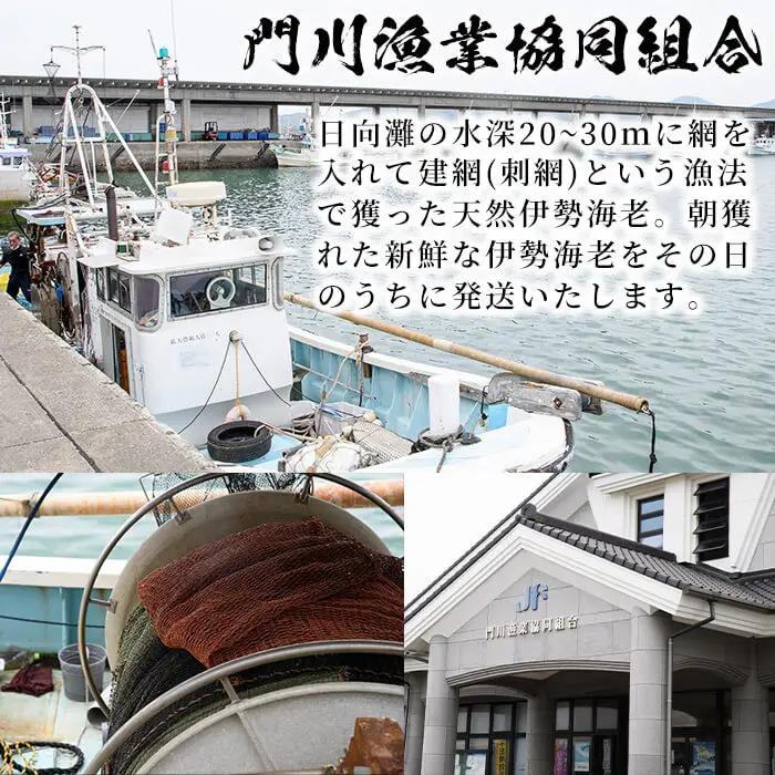＜数量限定＞天然！門川町産活き伊勢海老(計1kg・約2～3尾)海鮮 朝獲れ 国産【O-4】【門川漁業協同組合】
