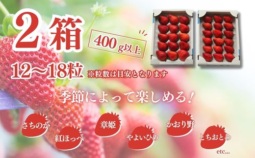 【先行予約12月中旬発送】山武市産 甘熟いちご 800g以上 おすすめの品種をお届け ／ふるさと納税 いちご イチゴ 苺 果物 くだもの フルーツ 旬のくだもの 季節のフルーツ 千葉県 山武市 SMB