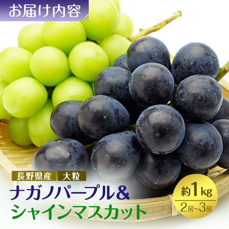 【ふるさと納税】食べ比べ「ナガノパープル&シャインマスカット」約1kg （2～3房）入【2026年9月以降発送予定】(さらしな青果) | ぶどう 食べ比べ ナガノパープル シャインマスカット 人気 おすすめ 葡萄 ブドウ フルーツ 果物 長野県 長野市 信州 信濃 ふるさと納税