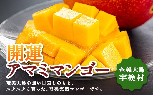 【受付開始！数量限定】開運奄美マンゴー 1kg 完熟  冷蔵 アップルマンゴー 特秀品/秀品 混合 奄美 大島 宇検村 鹿児島県 果物 南国 フルーツ デザート 高級 ご褒美 贈り物 ギフト 奄美大島開運酒造