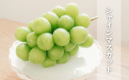 【2026年先行予約】ぶどう 3色セット(シャインマスカット/ナガノパープル/クイーンルージュ®) 約1.5kg｜ ぶどう