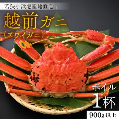 ふるさと納税 小浜市 【加福鮮魚】「若狭小浜港産地直送」　越前ガニ(ズワイガニ)ボイル1杯