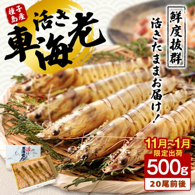 【ふるさと納税】鮮度抜群 種子島産 活車えび 500g（20尾前後） 生きたまま お届け！ ふるさと納税 車海老 ふるさと納税 えび 生食 ふるさと納税 えび 活 種子島 の 養殖 車えび 化学薬品等不使用で安心・安全 配送日指定可 ふるさと 人気 ランキング