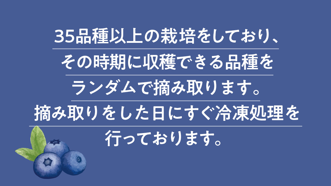【2025年7月中旬から発送開始】 茨城県産 冷凍 ブルーベリー 合計 1kg (250g×4袋) 多品種 果実 果物 くだもの フルーツ おやつ ブルーベリー ベリー ジャム 小分け [DZ018s