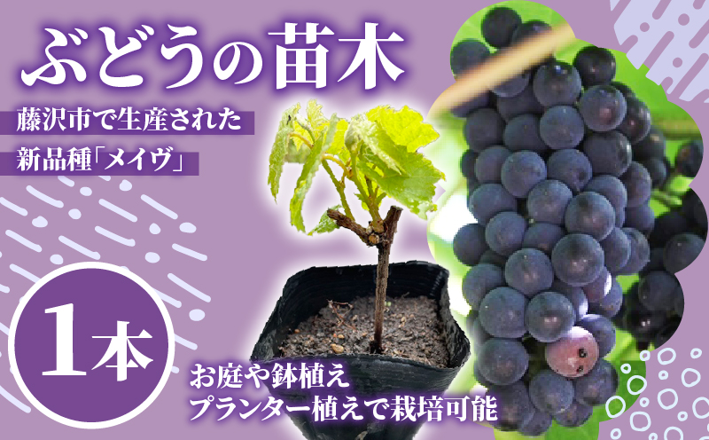 赤ワイン用ブドウ「メイヴ」苗木 1本 ベランダ菜園 ぶどう budou  赤ワイン ワイン ジュース ジャム 糖度18度 プランター 鉢植え 簡単 栽培 株式会社ショーナン 神奈川 湘南 藤沢