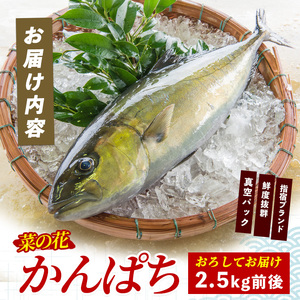 新鮮魚お届け 指宿産 菜の花 かんぱち 1尾 指宿山川水産 IB035-001 魚