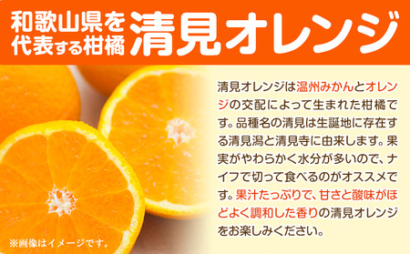 熟成清見オレンジ 10kg 柑橘 オレンジ