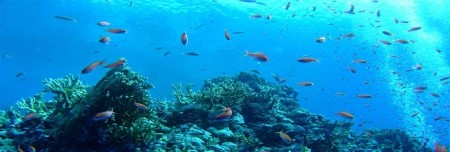 逗子・葉山ダイビングリゾート（小坪）で使えるご利用割引券B