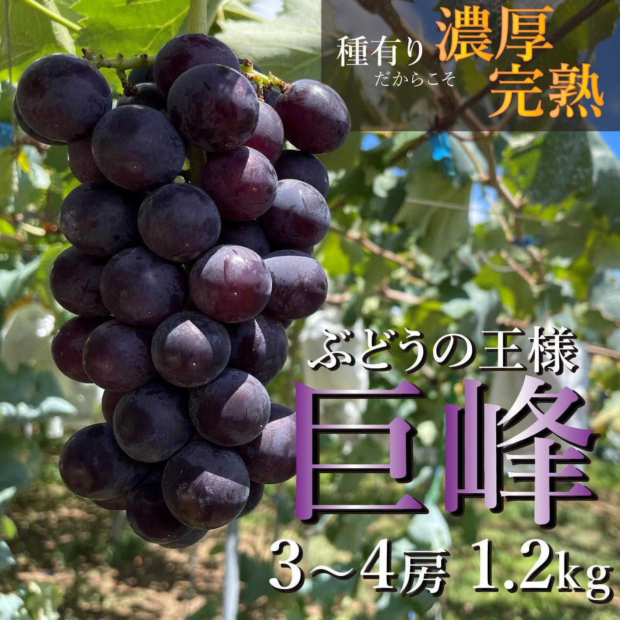 
            【先行予約】巨峰3～4房 1.2kg   2025年8月下旬発送開始 朝採れ 新鮮 減農薬　和歌山県　巨峰村　農園直送
          