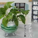 【ふるさと納税】カラーサンド（ガラス花器：丸）グリーン系　 植物 インテリア 飾り 緑 部屋 玄関 キッチン 洗面所 丸型 ガラス花器 グリーンインテリア 寄せ植え