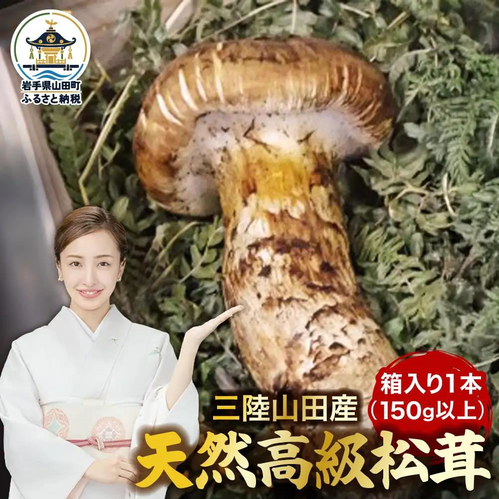 松茸 高級 1本 松茸