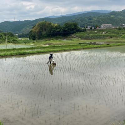 ふるさと納税 東温市 〈坂本自然農場 穂田琉〉 特別栽培米:コシヒカリ　精米5kg |  | 02