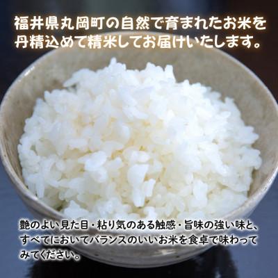 ふるさと納税 坂井市 おおかわさんちのこしひかり 5kg [A-10804] |  | 01