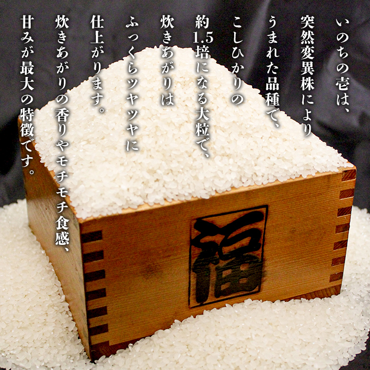 令和7年産 茨城県産 いのちの壱 5kg 玄米 米 こめ コメ 茨城県 国産 いばらき 単一米 単一原料米 大粒 農家直送 [BG014ya]