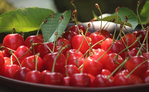 山形県産 さくらんぼ 200g×4パック 品種おまかせ Mサイズ以上 秀品 (佐藤錦・紅秀峰・大将錦) 果物 くだもの フルーツ 夏果物 サクランボ F4A-0945