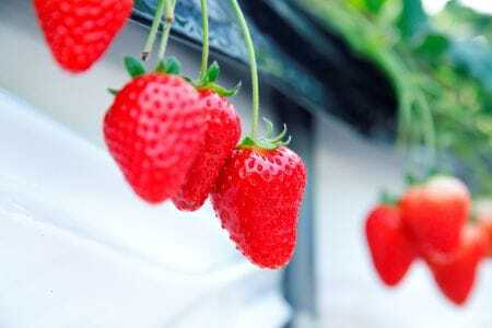 古都姫 350g 化粧箱　20-057