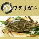 【ふるさと納税】【北海道・東北・沖縄・離島配送不可／着日指定必須】山口 宇部産 新鮮 ワタリガニ 約600g (2～3杯 ) 　山口県 宇部市 鍋 パスタ 味噌汁 カニ 新鮮 ゆでる 蟹 蟹みそ 醤油漬け 料理 お祝い 魚介