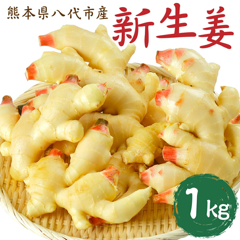 【ふるさと納税】【先行予約】八代市東陽町産 新生姜1kg しょうが 生しょうが 新鮮 野菜 薬味 特産品 国産 送料無料 【2025年9月上旬より順次発送】