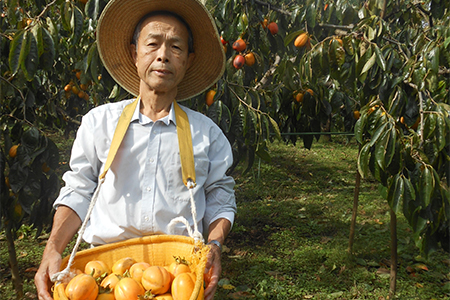 有機JAS認証オーガニック西条柿で作った生干し柿+生干しつるし柿セット【1209769】