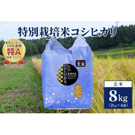 【50セット限定】令和5年産 新潟上越清里産 特別栽培米コシヒカリ8kg(2kg×4袋)玄米 こしひかり お米 上越産