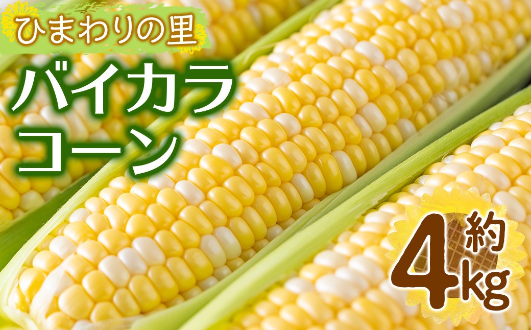 
            ＜先行予約！2026年6月上旬以降順次発送予定＞バイカラコーン (約4kg) 【man070】【Aglio nero】
          