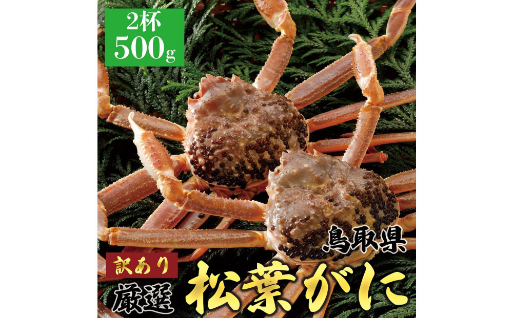 1057.【2025年12月～2026年1月発送】特撰 松葉がに（なま）【訳あり】500g超のサイズ 食べ応えあり 2杯 313726_BS035