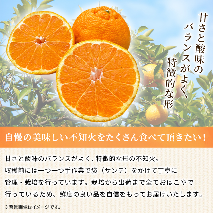 ＜おはこやがつくる おはこデコ（不知火）約3kg（L～3Lサイズ）＞ 果物 くだもの フルーツ 柑橘 蜜柑 ミカン しらぬい シラヌイ みかん 特産品 西宇和 愛媛県 西予市 約３kg（寄付額7,00