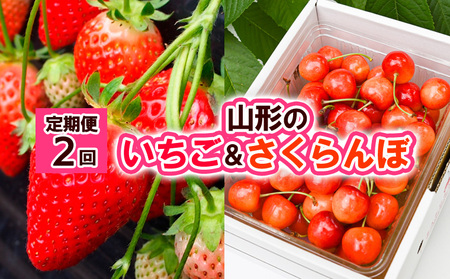 【定期便2回】山形の  いちご&さくらんぼ【令和8年産先行予約】FS24-521 くだもの 果物 フルーツ 山形 山形県 山形市 2026年産