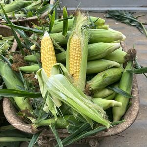 とうもろこし 8本 黄色 とうもろこし とうもろこし とうもろこし とうもろこし とうもろこし とうもろこし